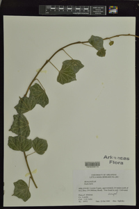 Hedera helix image