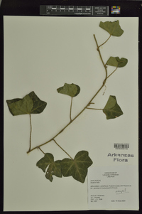 Hedera helix image