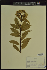 Asclepias viridis image