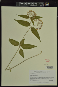 Asclepias quadrifolia image