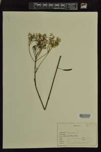 Arnoglossum plantagineum image