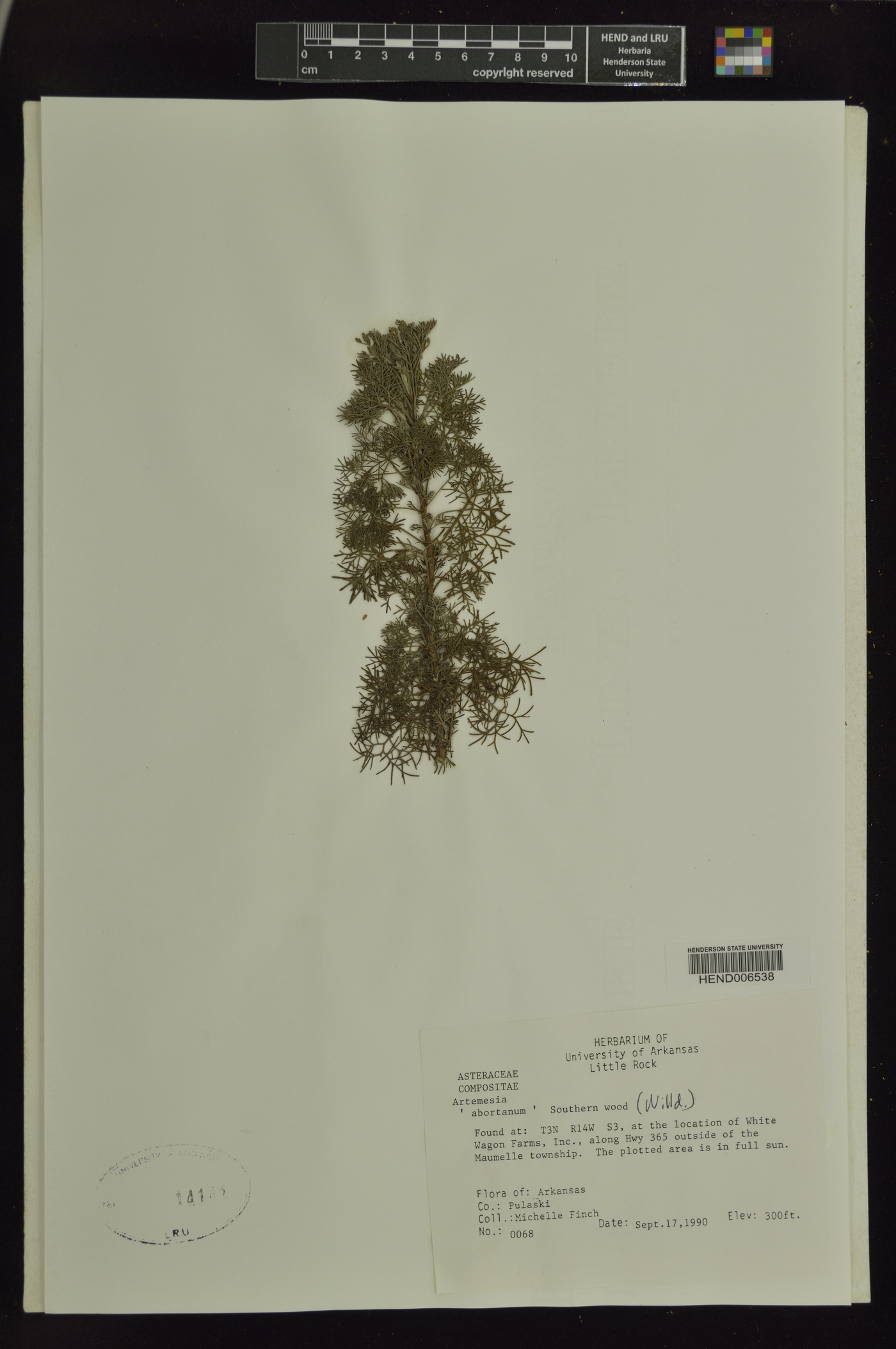 Artemisia abrotanum image