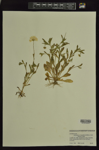 Astranthium integrifolium image