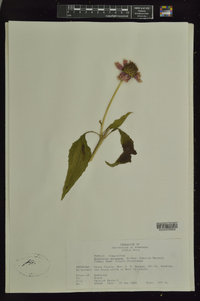 Echinacea purpurea image