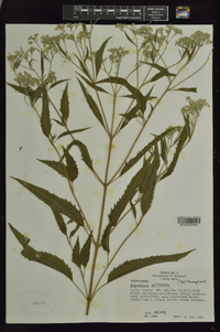 Eupatorium altissimum image