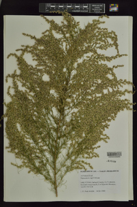 Eupatorium capillifolium image