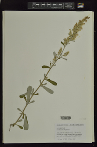 Gnaphalium uliginosum image