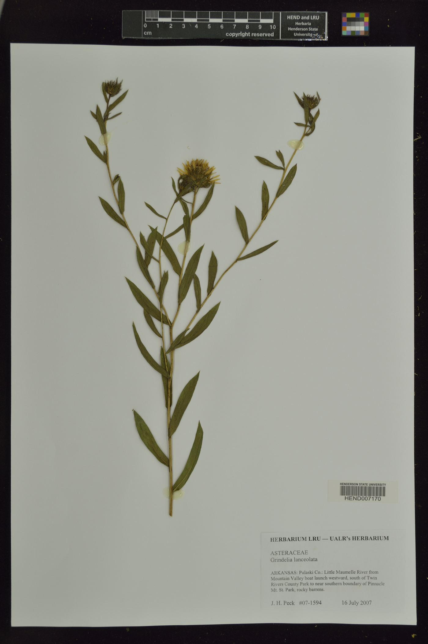 Grindelia lanceolata image