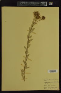 Grindelia squarrosa image