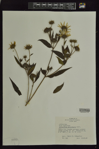 Helianthus petiolaris image