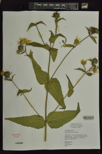 Helianthus hirsutus image