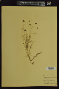 Helenium amarum var. badium image