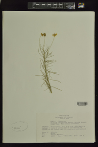Helenium tenuifolium image