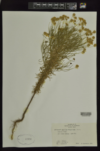 Helenium tenuifolium image