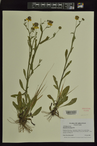 Helenium flexuosum image