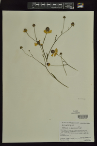 Helenium flexuosum image