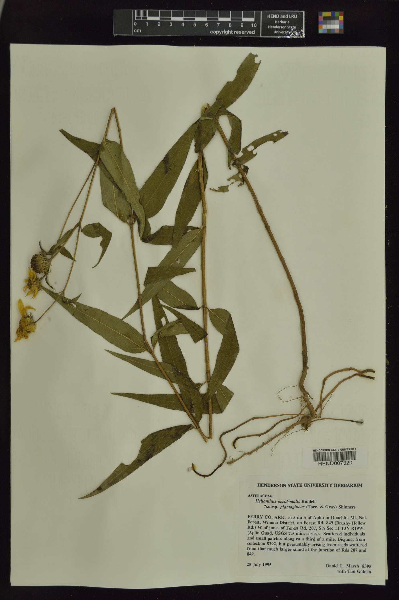 Helianthus occidentalis var. plantagineus image