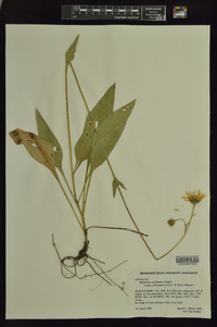 Helianthus occidentalis subsp. plantagineus image