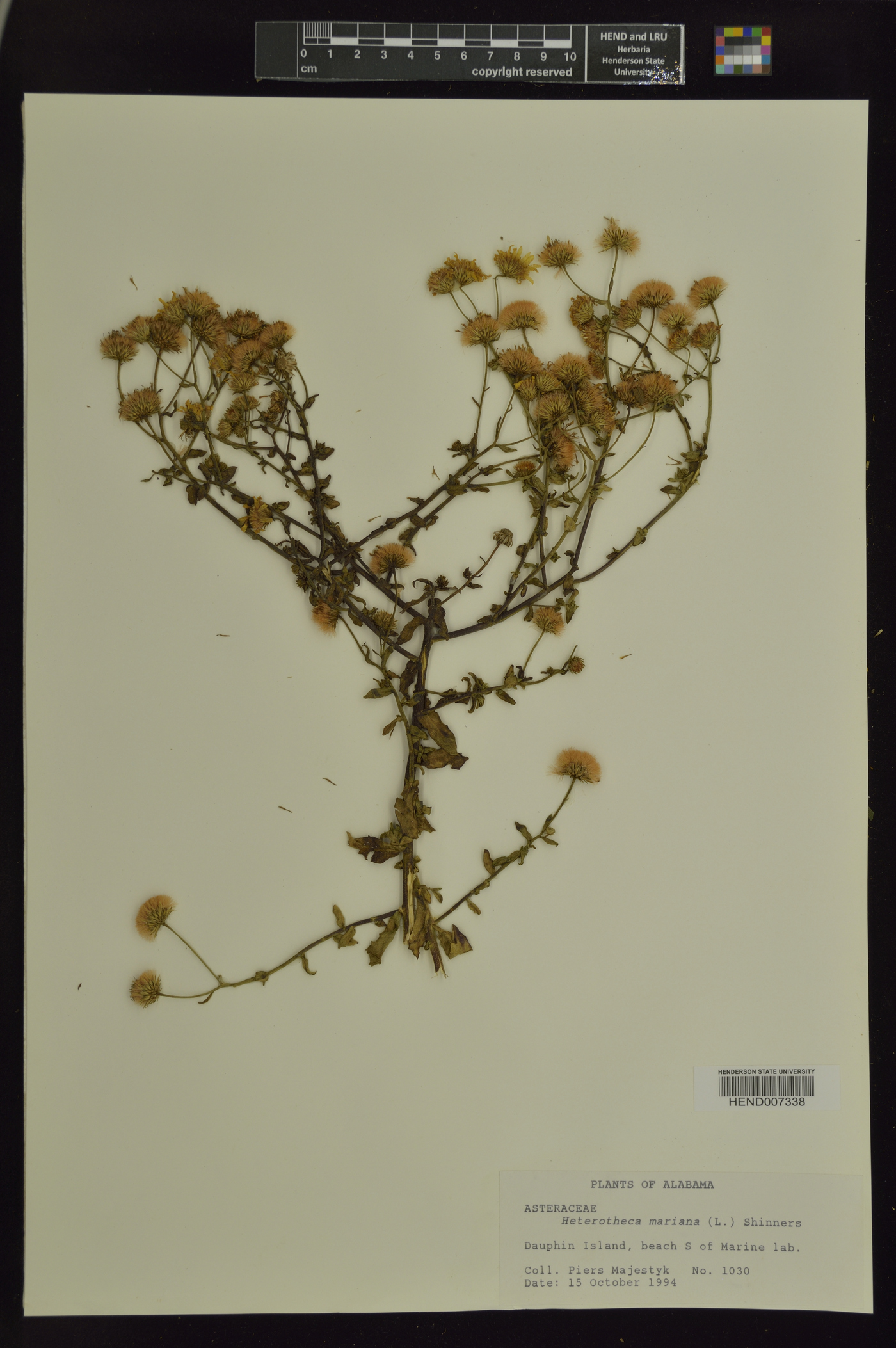 Heterotheca mariana image