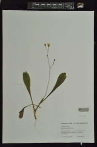 Hieracium paniculatum image