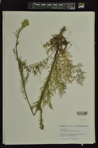 Hymenopappus scabiosaeus var. scabiosaeus image