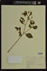 Impatiens biflora image