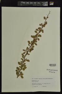 Mahonia japonica image