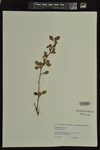 Mahonia japonica image