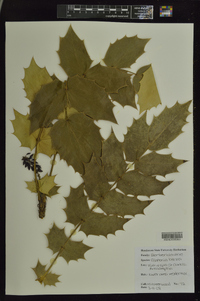 Mahonia bealei image