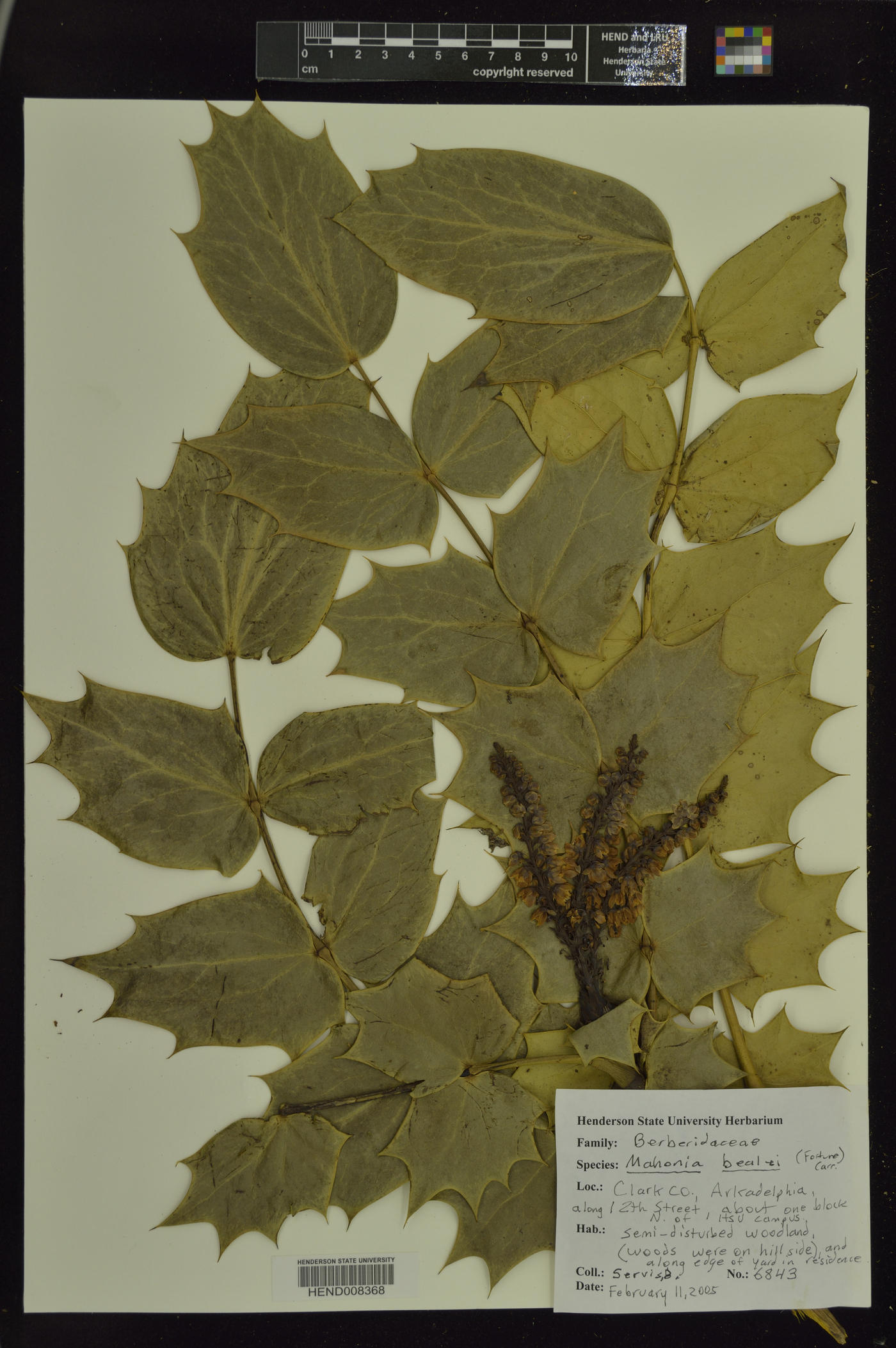 Mahonia bealei image