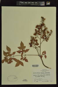 Nandina domestica image