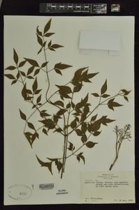 Nandina domestica image