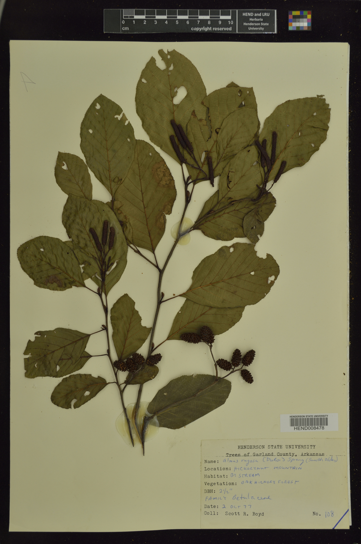 Alnus rugosa image