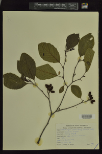 Alnus rugosa image