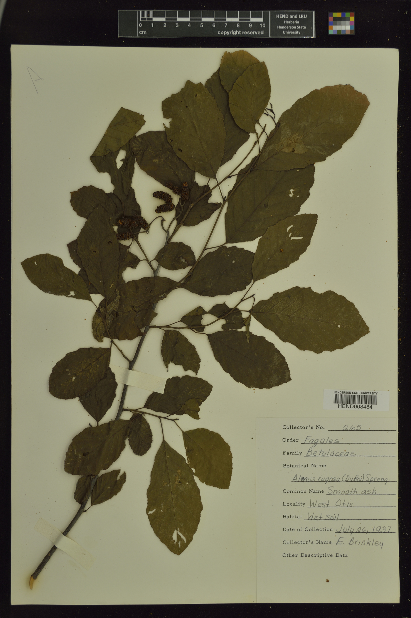 Alnus rugosa image