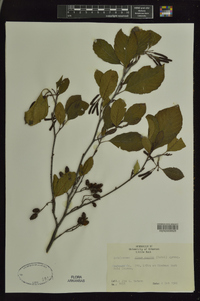 Alnus rugosa image