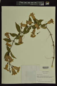 Bignonia capreolata image