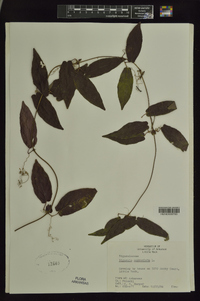 Bignonia capreolata image