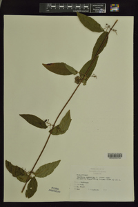 Bignonia capreolata image