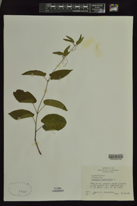 Bignonia capreolata image