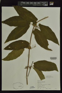 Bignonia capreolata image