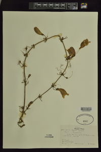 Bignonia capreolata image