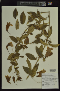 Bignonia capreolata image