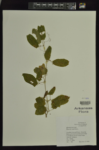 Bignonia capreolata image