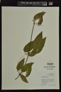 Bignonia capreolata image