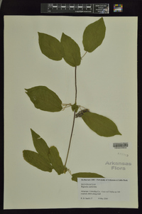 Bignonia capreolata image