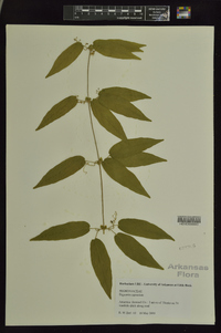 Bignonia capreolata image