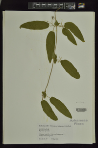 Bignonia capreolata image