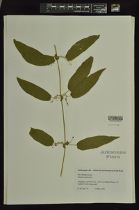 Bignonia capreolata image