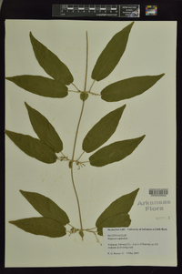 Bignonia capreolata image